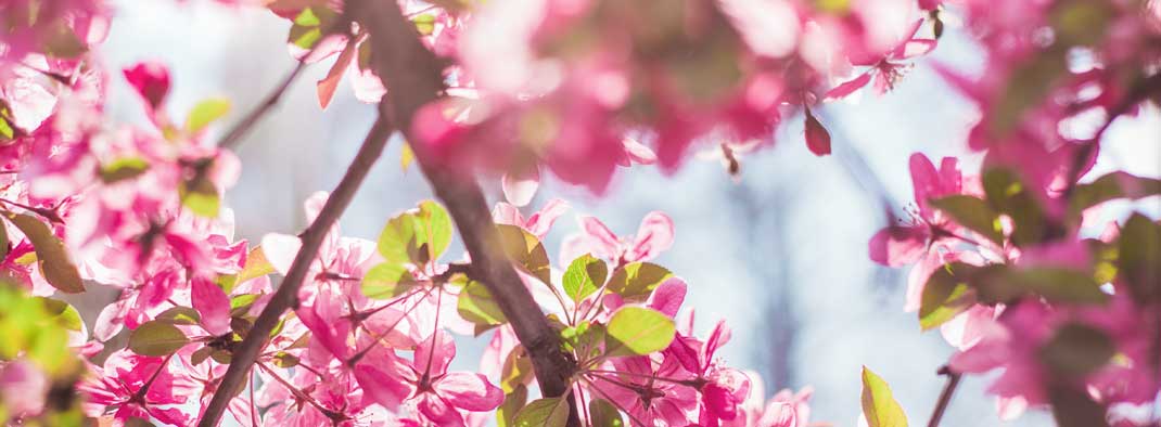 Vancouver Cherry Blossom Festival and Haiku Invitational